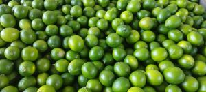 Limón Persa - Exportadora Y Distribuidora Tikvah